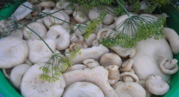 Jak osolit bílé houby studeným a teplým způsobem